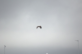 2015-03-22-0919_-_Havoern