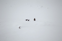 2015-03-22-0920_-_Havoern_Ravn