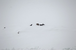 2015-03-22-0922_-_Havoern_Ravn