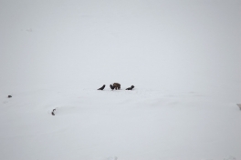 2015-03-22-0922_-_Havoern_Ravn_2