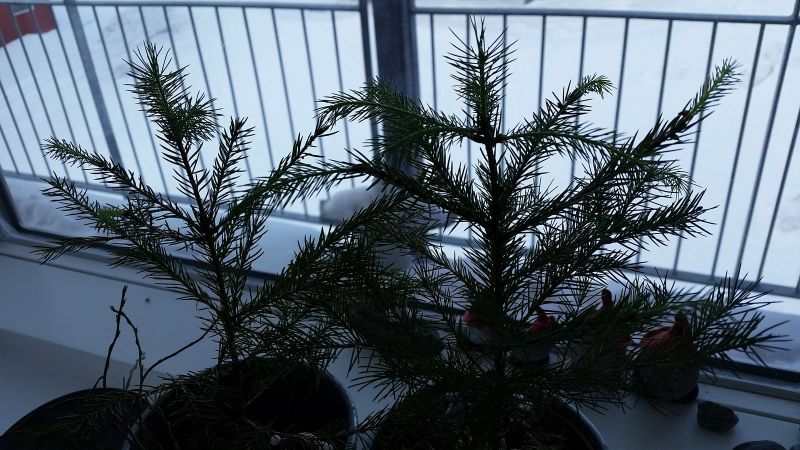 2015-03-06-1214_-_Grantrae_Planter