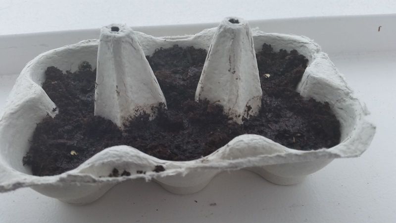 2015-03-15-1415_-_Agurk_Planter