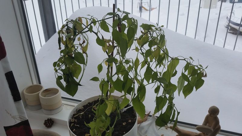 2015-03-16-0933_-_Chili_Planter