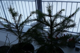 2015-03-06-1214_-_Grantrae_Planter