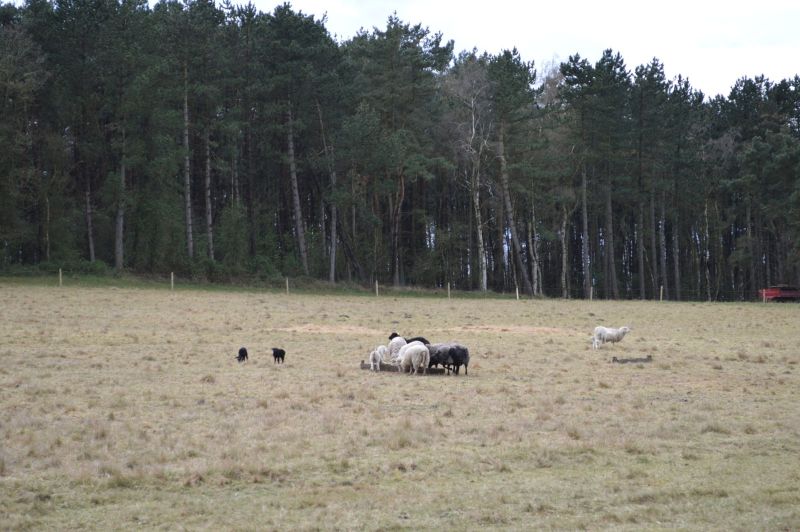 2017-04-17-0917_-_Får