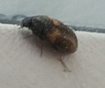 2017-05-29-1252_-_Bille