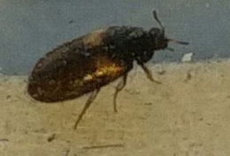 2017-06-01-1406_-_Bille