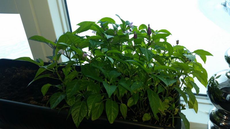 2017-03-15-1001_-_Chili; Plante