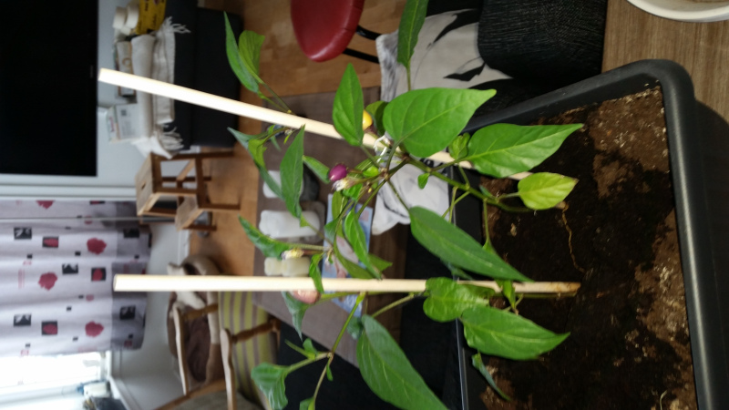 2017-04-24-0823_-_Chiliplante; Plante