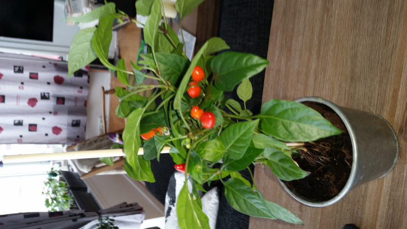 2017-05-02-0830_-_Chili; Plante