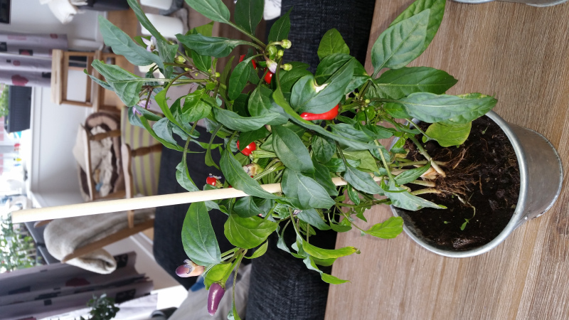 2017-05-11-0909_-_Chili; Plante