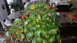 2017-04-24-0823_-_Chiliplante; Plante_2
