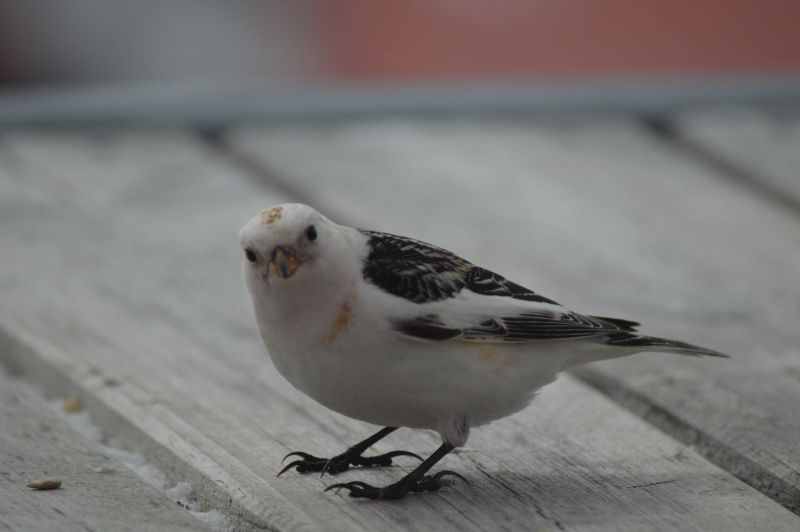 Fra altanen i Pupik