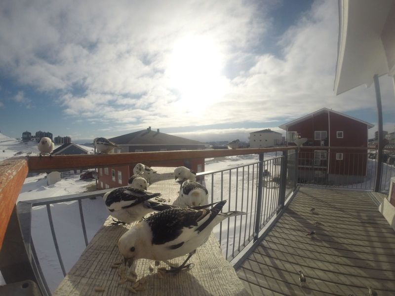 DCIM116GOPRO