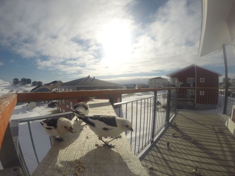 DCIM116GOPRO