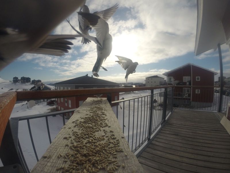 DCIM116GOPRO