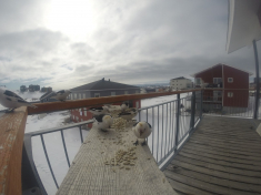 DCIM\116GOPRO