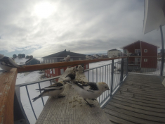 DCIM\116GOPRO