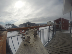 DCIM\116GOPRO