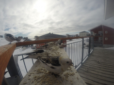 DCIM\116GOPRO