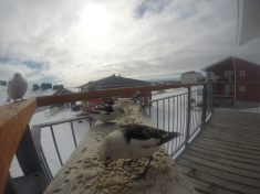 DCIM\116GOPRO