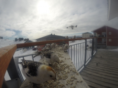 DCIM\116GOPRO