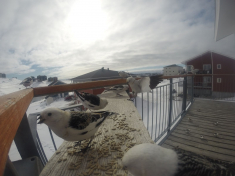 DCIM\116GOPRO