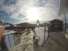 DCIM\116GOPRO
