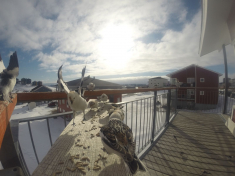 DCIM\116GOPRO