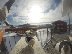 DCIM116GOPRO