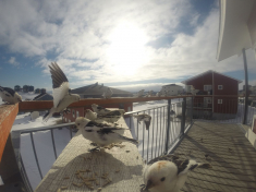 DCIM116GOPRO