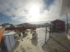 DCIM116GOPRO