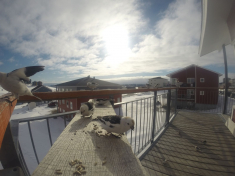 DCIM116GOPRO