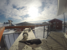 DCIM116GOPRO