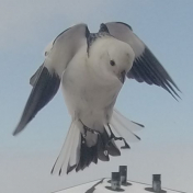 Fra altanen i Pupik