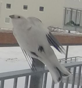 Fra altanen i Pupik