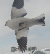 Fra altanen i Pupik