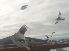 Spurve i flugt