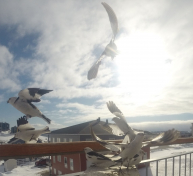 Spurve i flugt