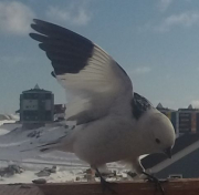 Spurve i flugt