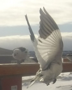 Spurve i flugt