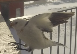 Spurve i flugt