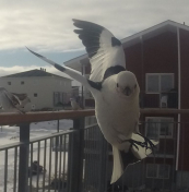 Spurve i flugt