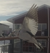 Spurve i flugt