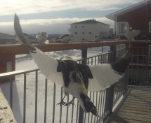 Spurve i flugt