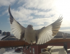 Spurve i flugt