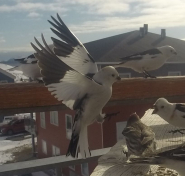 Spurve i flugt
