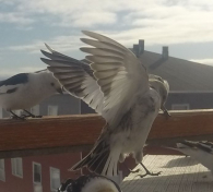 Spurve i flugt