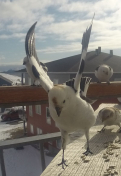 Spurve i flugt