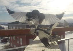 Spurve i flugt